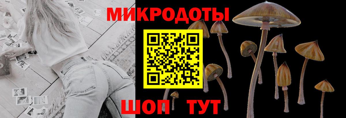 Галлюциногенные грибы Psilocybe Заринск